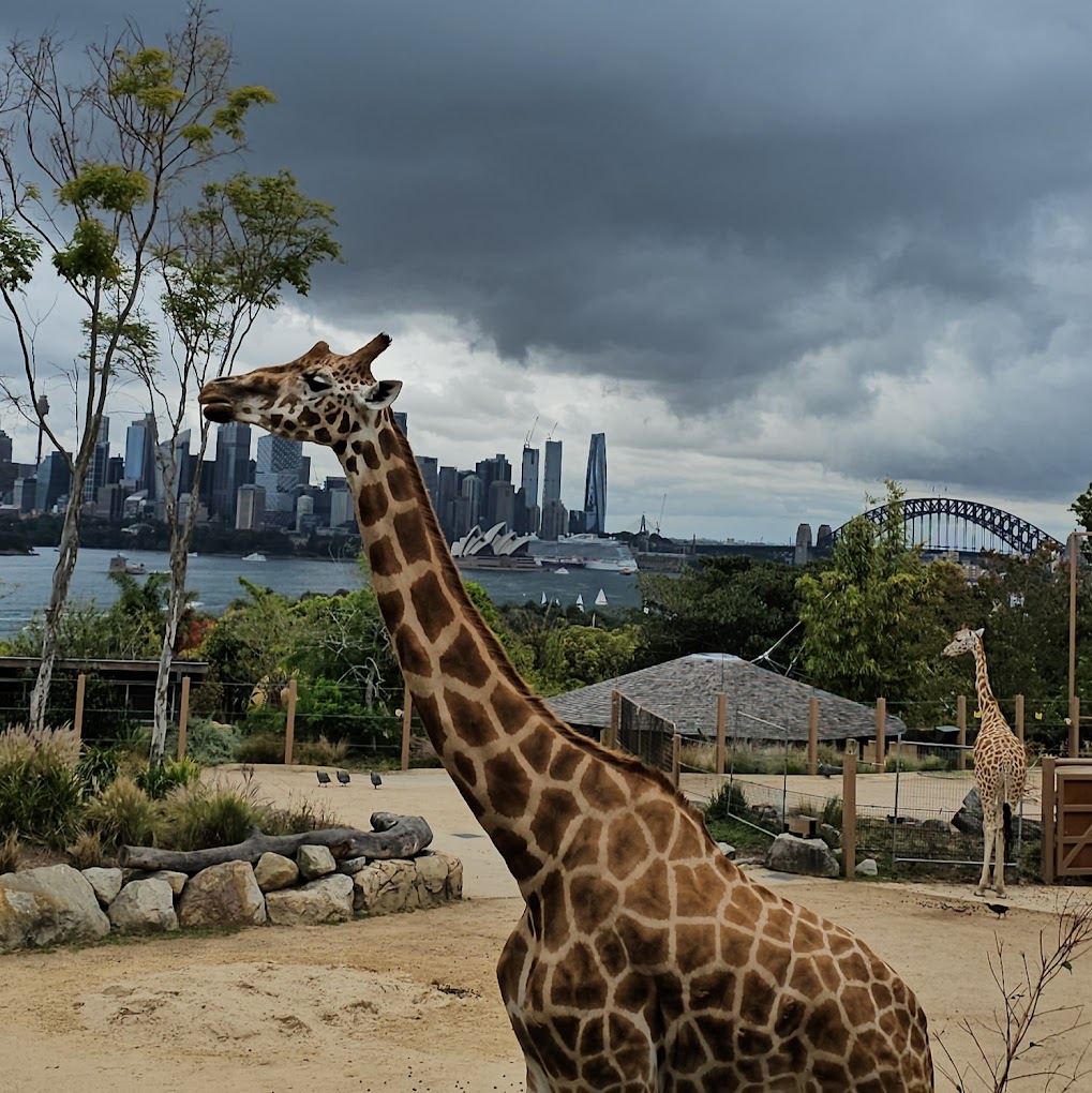Giraffe standing in an outdoor zoo enclosure with the Sydney skyline and harbour bridge visible across the water behind it.