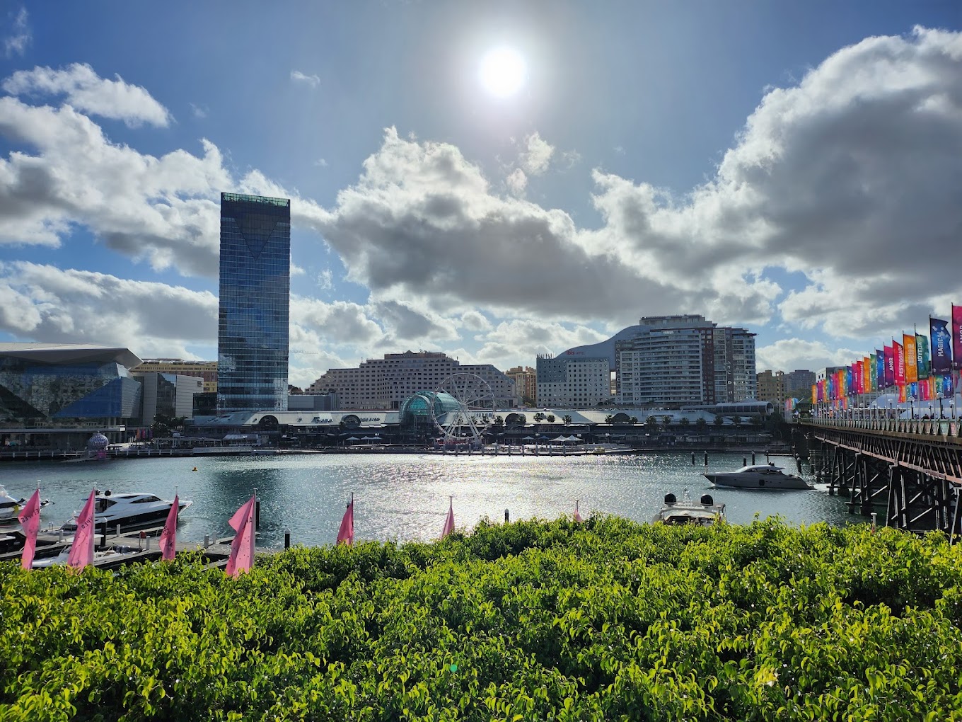 Daytime view of Darling Harbour with a Ferris wheel, waterfront buildings and moored boats behind a row of hedges and pink flags.